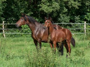 Dorelho vom Cassenshof (Cinderela x Deniro)