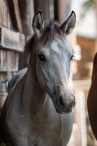 Dolindo vom Cassenshof (Cancao x Deniro)