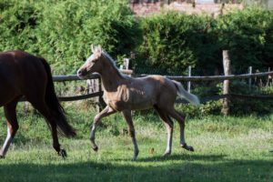 Dorito vom Cassenshof (Mayara x Deniro)