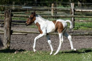 Dario vom Cassenshof (Grandinha x Deniro)