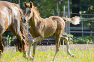 Danilo vom Cassenshof (Menina x Deniro)
