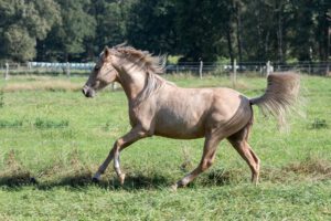 Marilia vom Cassenshof (Menina x Deniro)