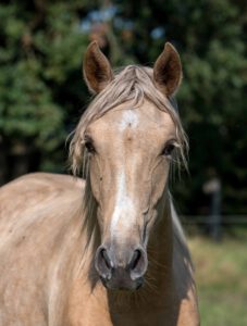 Marilia vom Cassenshof (Menina x Deniro)